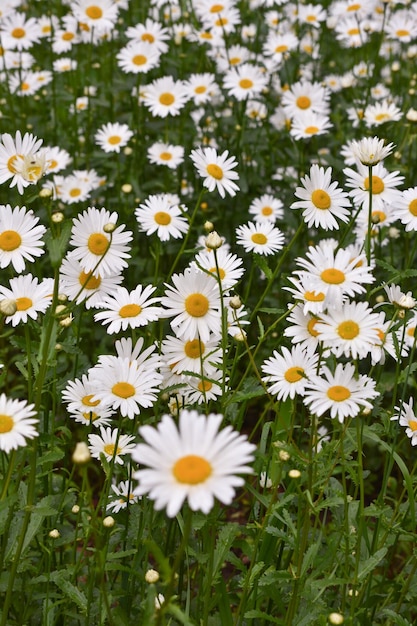 Margaridas em um gramado de fundo