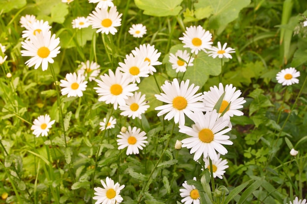 Margaridas em um gramado de fundo