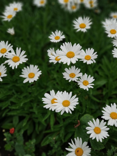 margaridas em um jardim