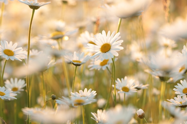 margaridas em um prado primavera ao entardecer