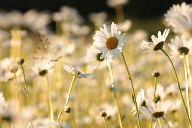 Margaridas em um prado primavera ao nascer do sol