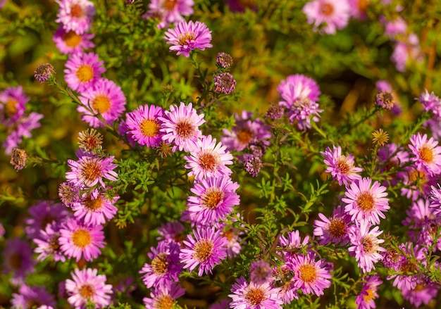 Margaridas flores fundo floral floração natureza beleza