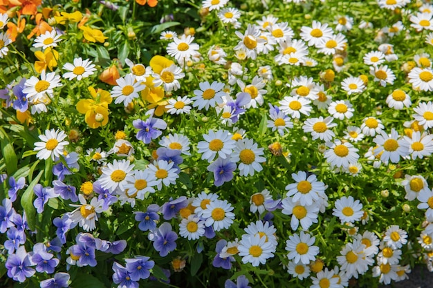 Margaridas flores no jardim