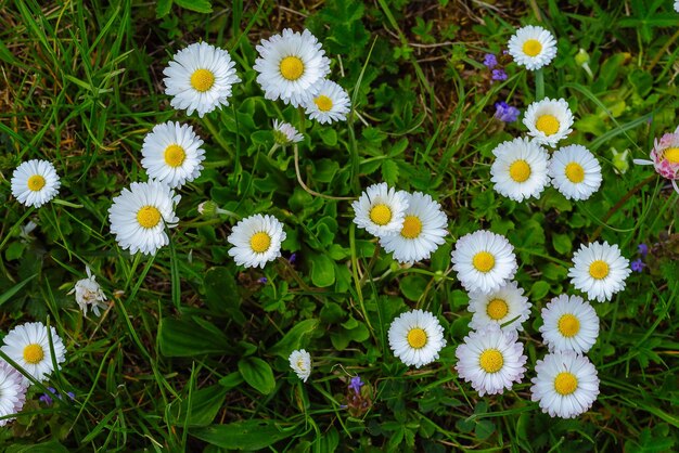 Margaridas florescendo na primavera contra o pano de fundo da grama verde Fundo para cartão postal em 8 de março