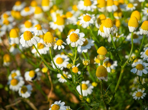 Margaridas Matricaria chamomilla entre grama verde em um dia ensolarado