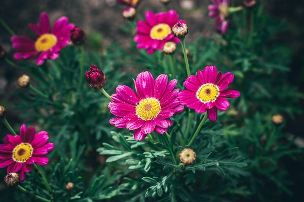 Margaridas muito rosa e amarelas florescendo na primavera