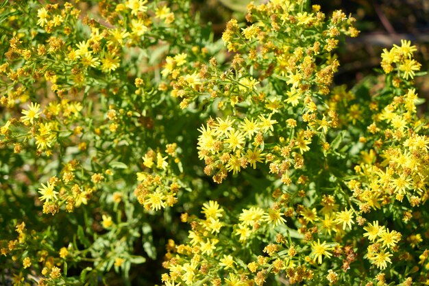 Margaridas na natureza