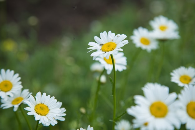 Margaridas no campo na primavera