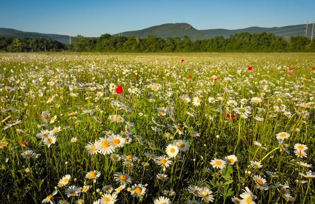 Margaridas no campo perto das montanhas. Prado com flores ao nascer do sol.