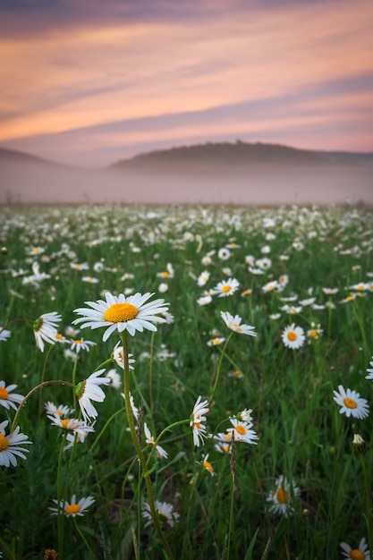 Margaridas no campo perto das montanhas. Prado com flores e nevoeiro ao pôr do sol.