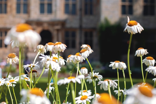 Margaridas no fundo do castelo na Inglaterra