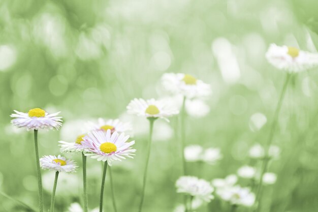 Foto margaridas num prado fundo de primavera e verão flores silvestres