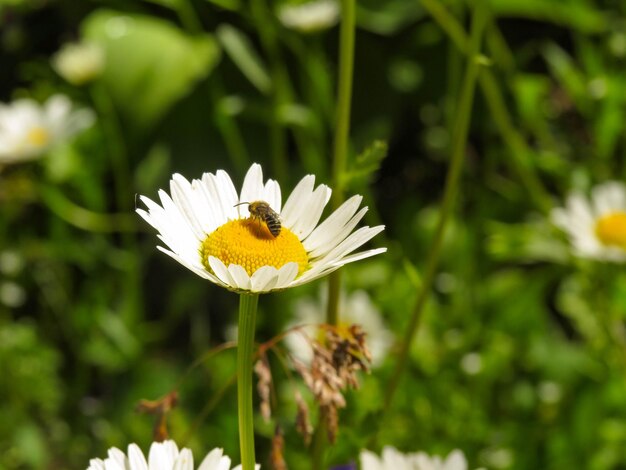 Margaridas ou margaridas isoladas em um fundo de campo