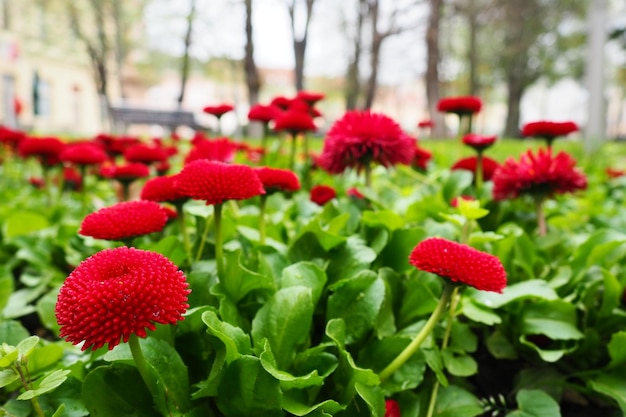 Margaridas perenes Borgonha terry em um jardim de canteiro de flores cultivado de forma híbrida Bellis perennis Margaridas vermelhas closeup no jardim Canteiro de flores no parque da cidade Margarida comum ou inglesa Margarida do gramado