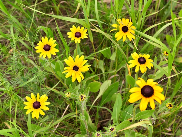 margaridas pretas na grama rudbeckia hirta flores na grama verde espessa em um prado