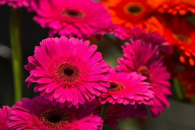 Margaridas rosa brilhantes close-up