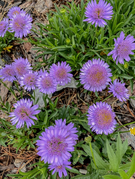 Margaridas roxas em um jardim em seattle, washington