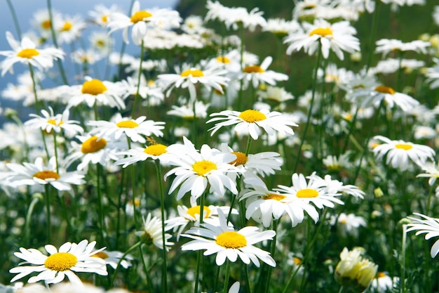 Margaridas selvagens nas montanhas