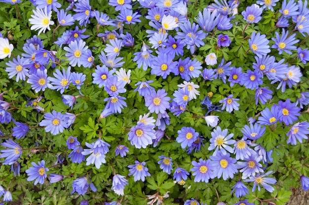 Margaridas violetas flor Primavera fundo