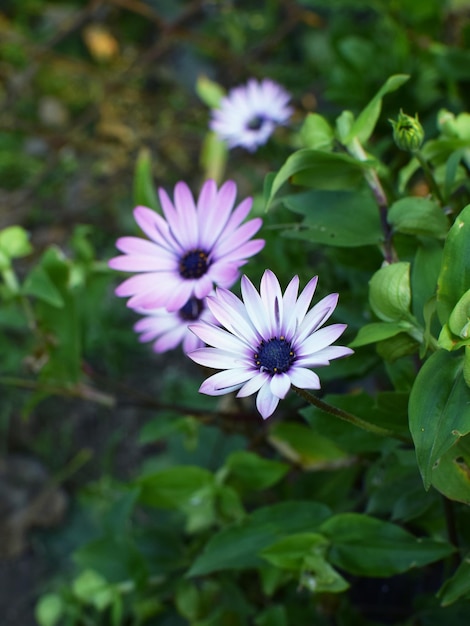 Margarita africana Osteospermum Violeta flor de colores con un centro azul oscuro