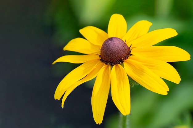 Margarita amarilla gerbera o flor de rudbeckia sobre un fondo verde natural en el jardín.