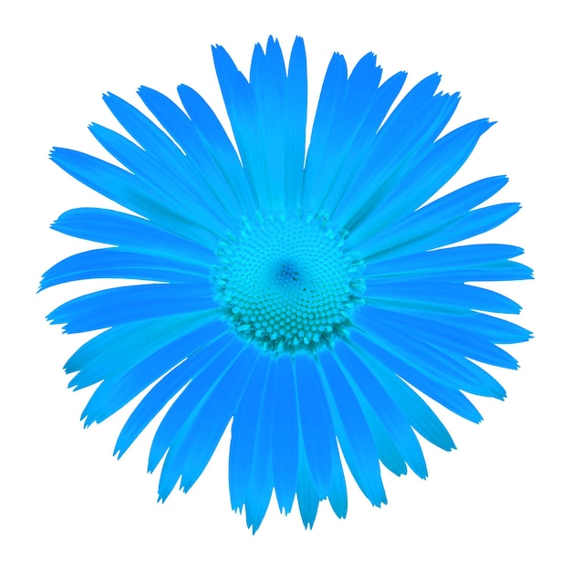 Margarita azul aislada sobre un fondo blanco Tarjeta de flores Vista plana superior