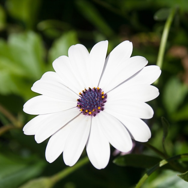 Margarita blanca con brote morado.