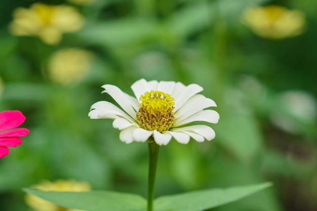 Una margarita blanca con un centro amarillo está rodeada de otras flores.