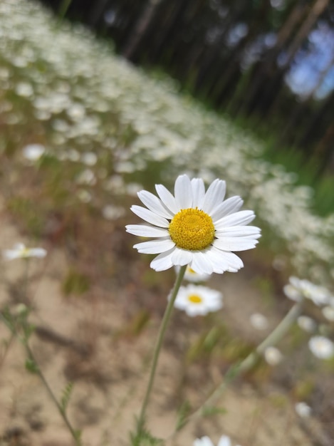 Foto una margarita blanca con un centro amarillo está en el medio de un campo