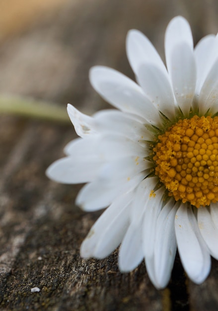 Margarita blanca flor en el jardín en la naturaleza