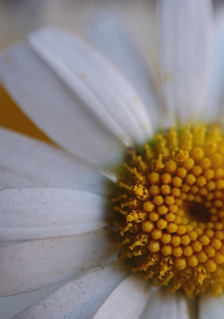 Foto margarita blanca pétalos de flores