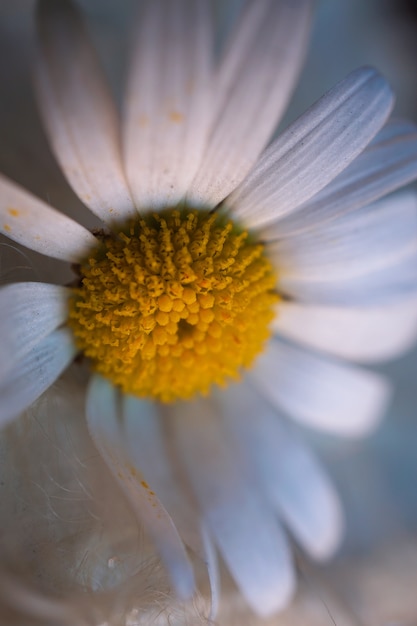 Margarita blanca romántica flor pétalos decorativos