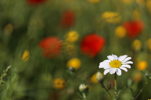 Margarita en campo de amapolas bokeh