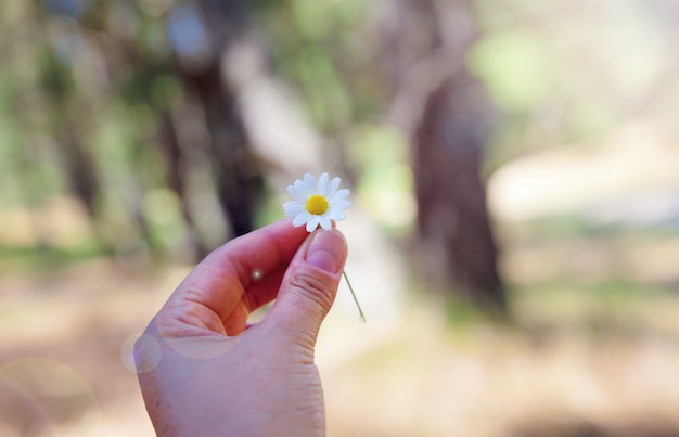 Foto margarita de campo blanca en mano