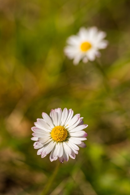 Margarita común, césped o margarita inglesa (Bellis perennis) detalle de flor