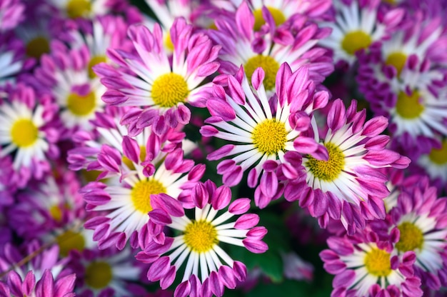 Margarita flor rosa que florece en el jardín