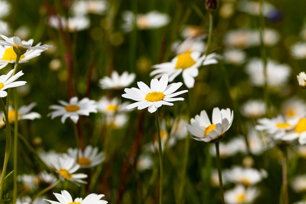 Margarita en flor