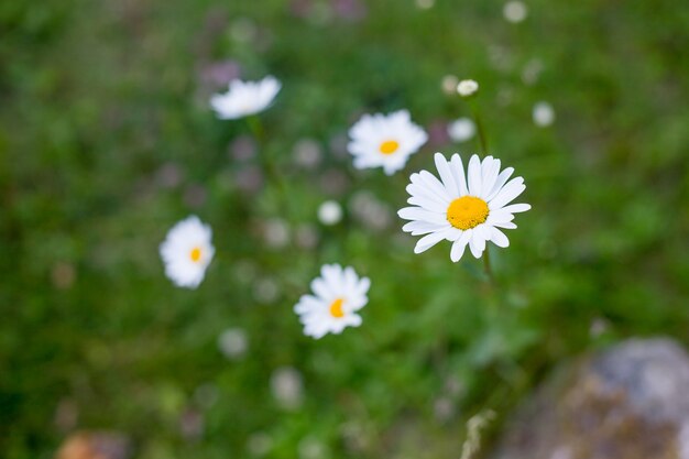 Margarita florece después de llover. Romántico campo salvaje de margaritas con enfoque selectivo. Leucanthemum vulgare, Daisies, Dox-eye, Common daisy.