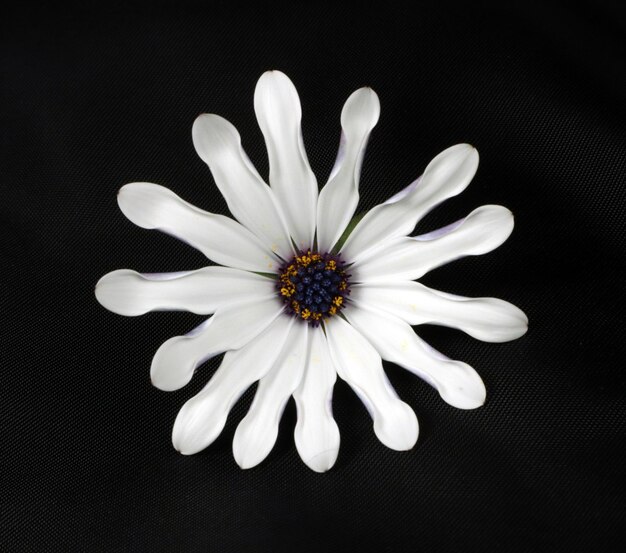 Margarita de manzanilla blanca forma inusual sobre un fondo negro. Gran flor blanca aislada en negro.
