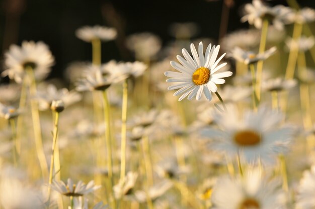 Margarita en un prado de primavera al amanecer.