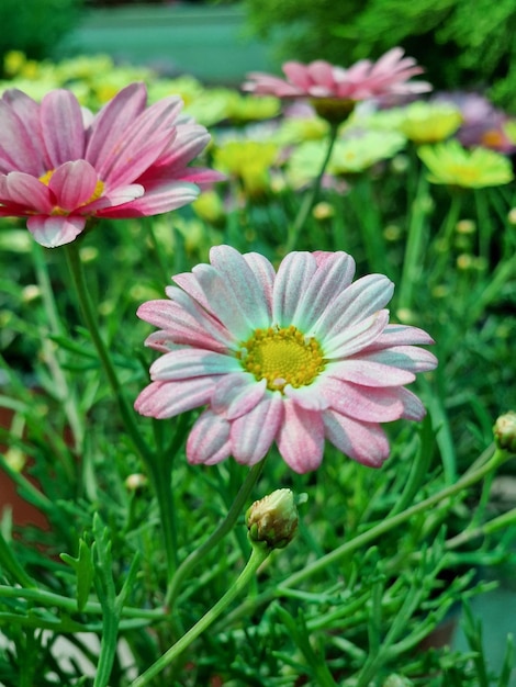 Una margarita rosa y blanca está en un jardín con otras flores.