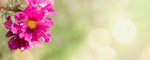 Foto una margarita rosa iluminada por el sol o una flor de cosmea con una luz suave de cerca sobre un fondo verde borroso con resplandor solar estandarte floral con una hermosa flor copiar espacio para texto