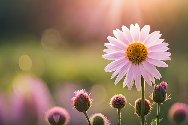 Una margarita rosa con el sol detrás