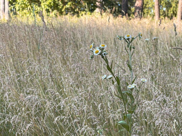 Margaritas anuales de fleabane que florecen en el espacio de copia de hierba