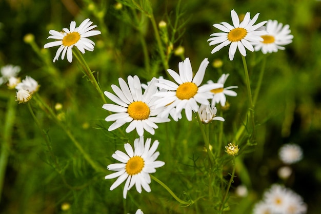 Las margaritas blancas florecen contra el fondo de la hierba verde