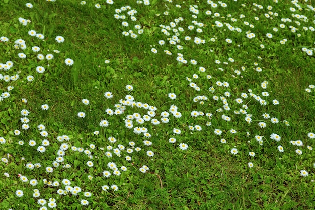 Margaritas blancas entre la hierba verde