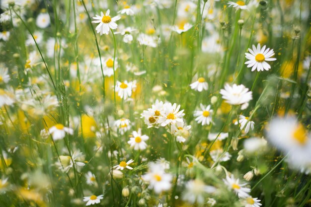 Las margaritas blancas en un prado verde El enfoque selectivo