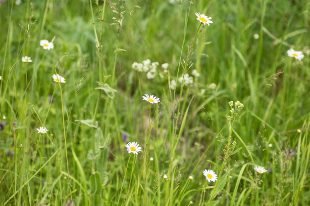 Margaritas blancas silvestres en un campo en verano.