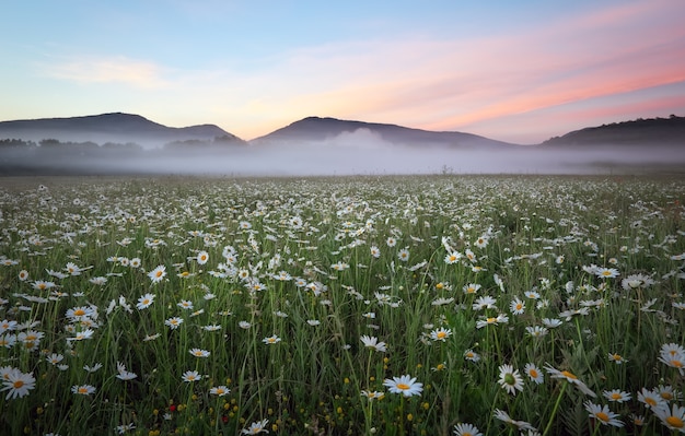 Margaritas en el campo cerca de las montañas. Prado con flores y niebla al atardecer.