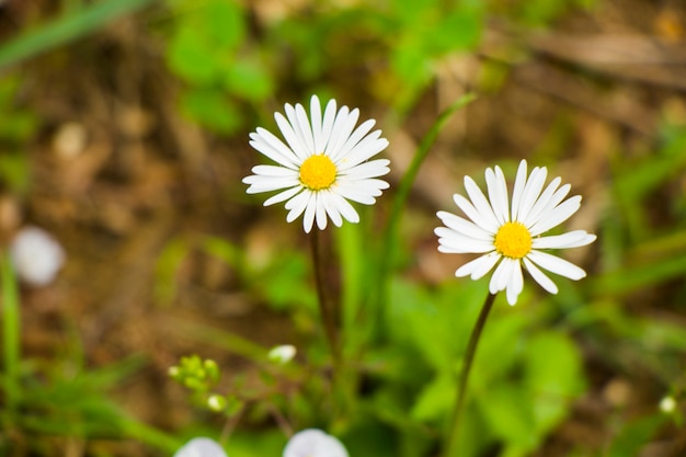 Margaritas en el campo, hierba y flor en flor